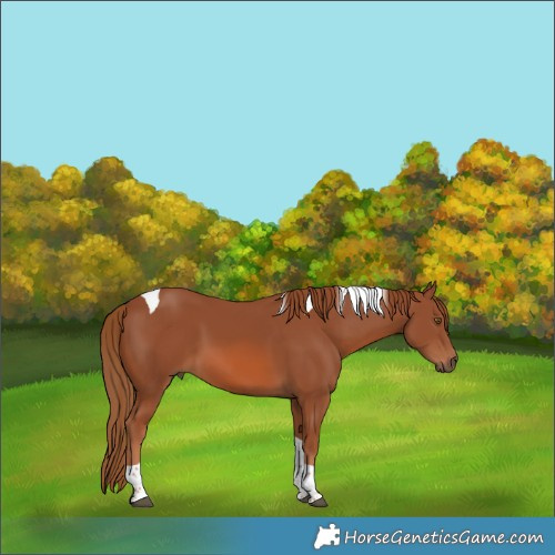 Horse Color:Chestnut Tobiano 