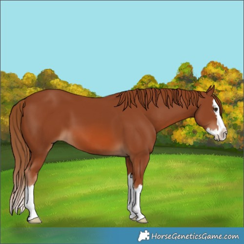 Horse Color:Chestnut Splash 