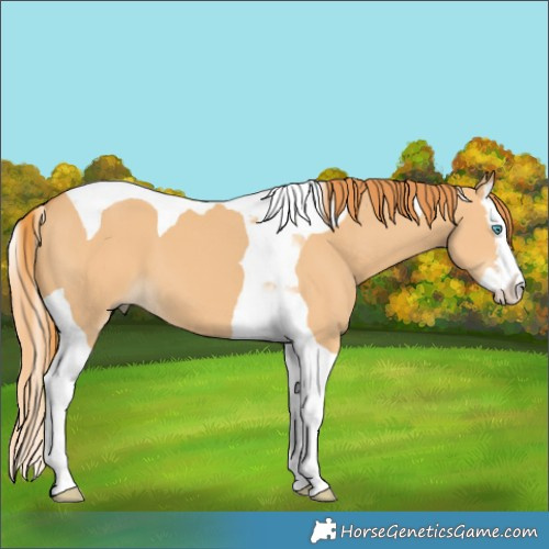Horse Color:Red Dun Splash Tobiano 