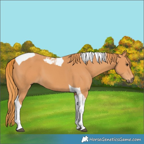 Horse Color:Chestnut Tobiano 