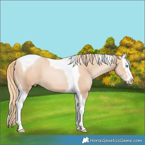 Horse Color:Gold Champagne Pearl Splash Tobiano 