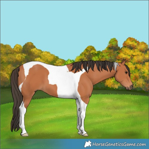 Horse Color:Bay Tobiano 