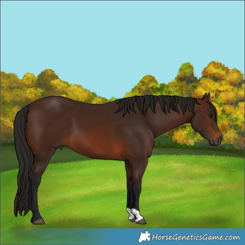 Horse Color:Gray Bay 
