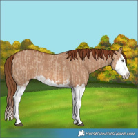 Horse Color:Red Dun Splash Rabicano and Red Dun Splash Rabicano