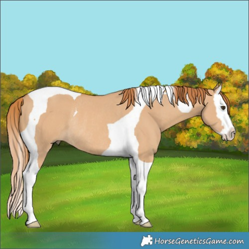 Horse Color:Red Dun Splash Tobiano Rabicano 