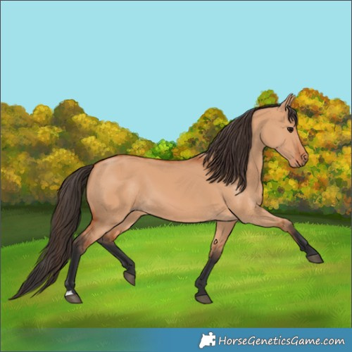 Horse Color:Bay Dun