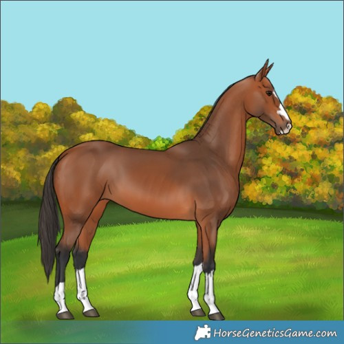 Horse Color:Bay 