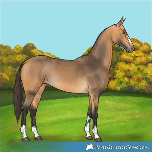 Horse Color:Buckskin