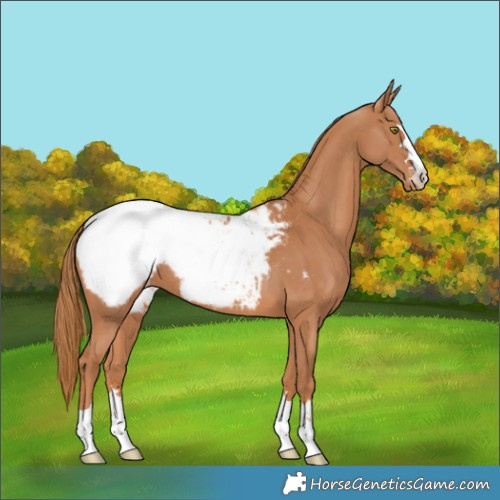 Horse Color:Chestnut Snowcap 