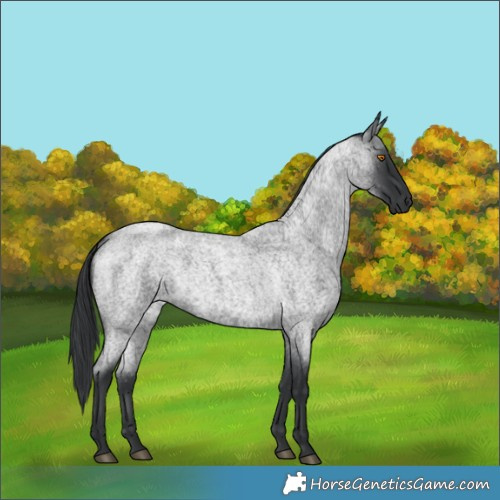 Horse Color:Blue Roan 