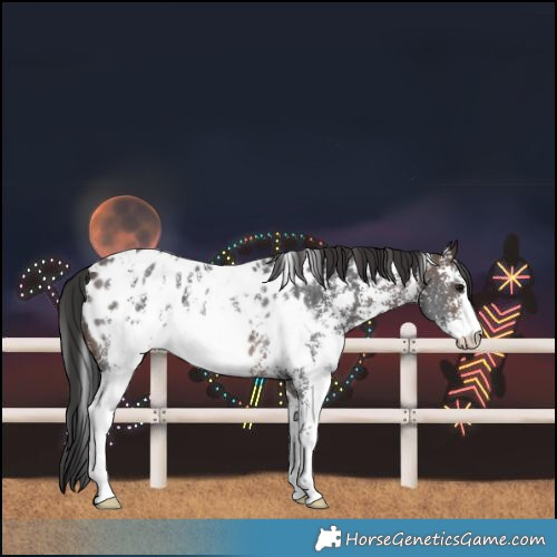 Horse Color:White Spotted Brown Sabino Near Leopard Rabicano