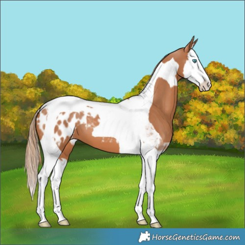 Horse Color:Chestnut Splash Tobiano Blanket 
