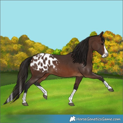 Horse Color:Gray Bay Sabino Splash Blanket 
