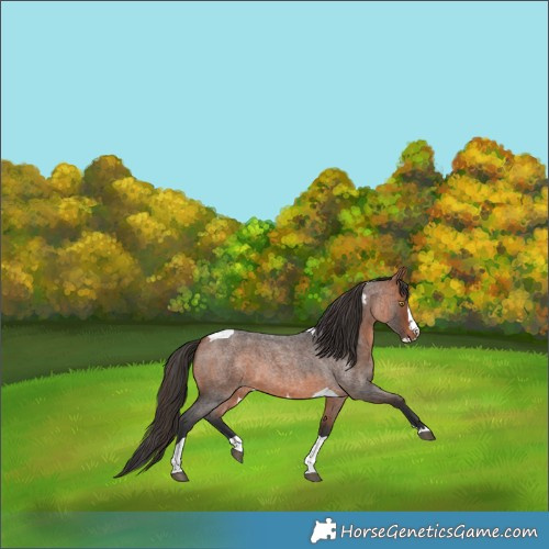 Horse Color:Bay Roan Splash Tobiano