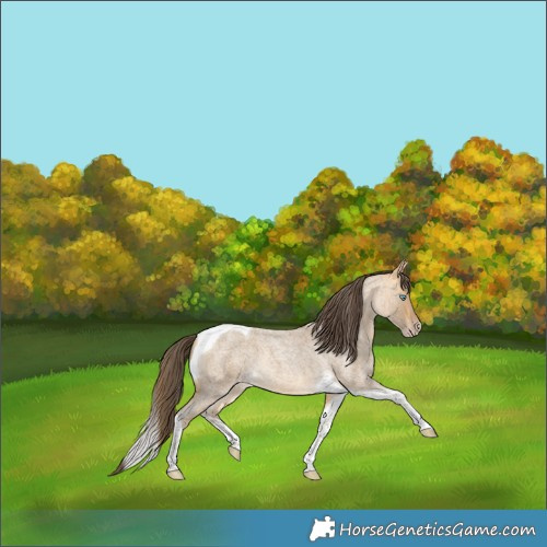 Horse Color:Sable Cream Champagne Roan Tobiano 