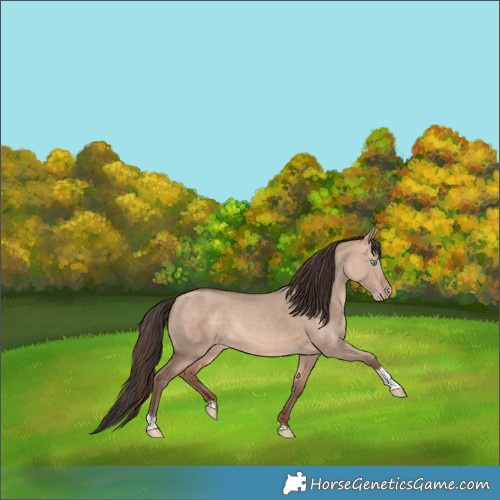 Horse Color:Amber Champagne Dun Tobiano