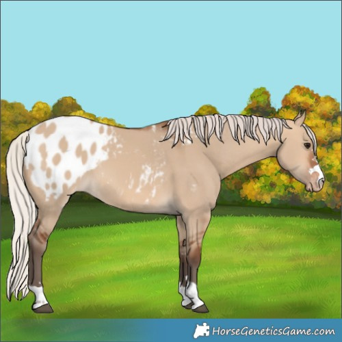 Horse Color:Silver Bay Dun Blanket