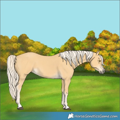 Horse Color:Pseudo Palomino 