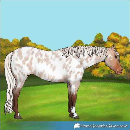 Horse Color:Silver Bay Roan Dun Near Leopard 