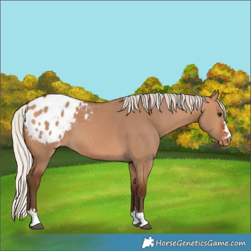 Horse Color:Silver Bay Dun Blanket 