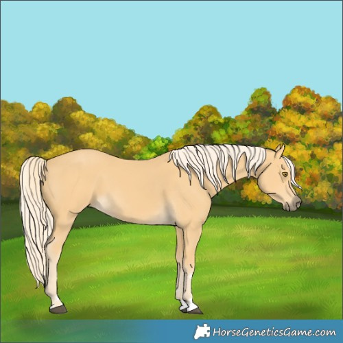 Horse Color:Pseudo Palomino 