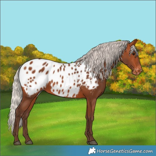 Horse Color:Silver Bay Blanket
