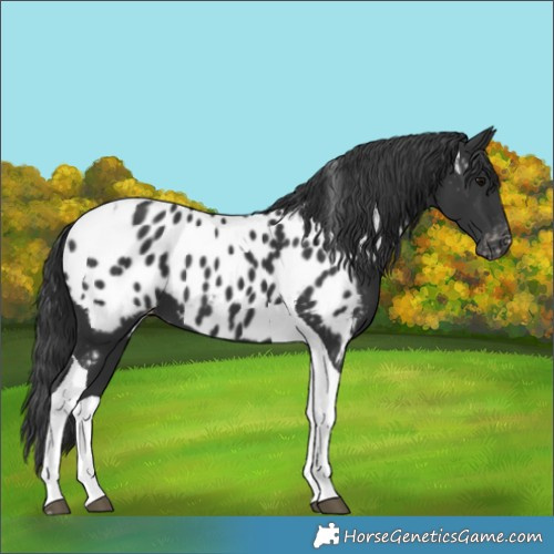 Horse Color:Black Tobiano Near Leopard