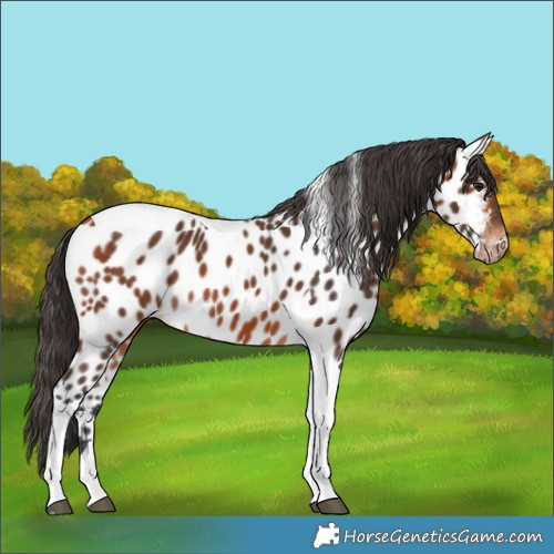 Horse Color:Bay Tobiano Near Leopard