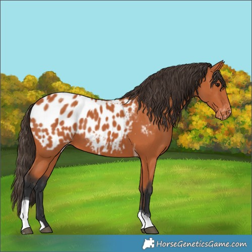 Horse Color:Bay Tobiano Blanket 