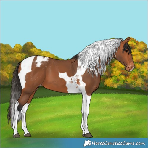 Horse Color:Bay Tobiano Blanket 