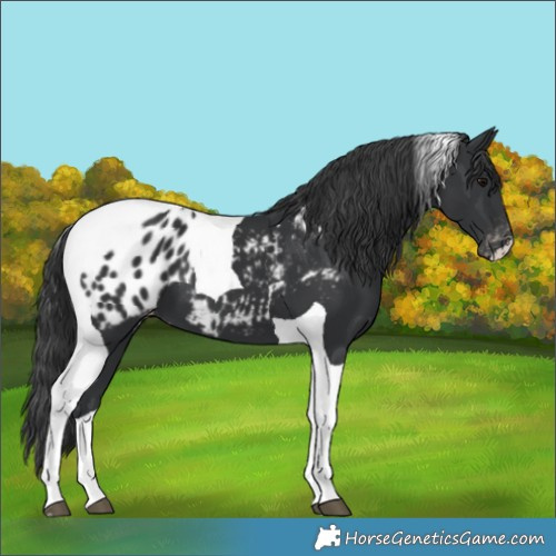 Horse Color:Black Tobiano Blanket