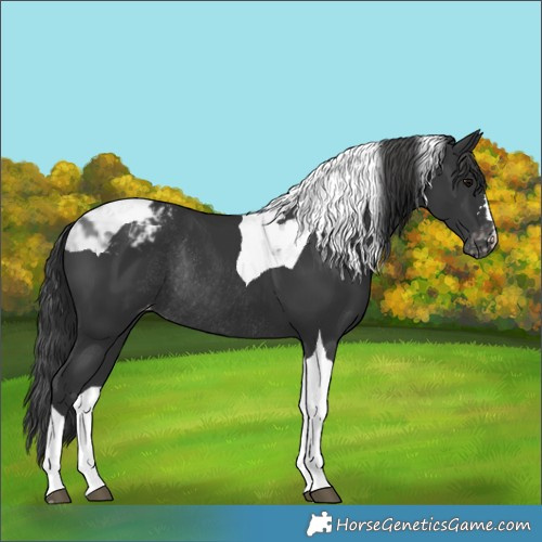 Horse Color:Black Tobiano Varnish Rabicano 