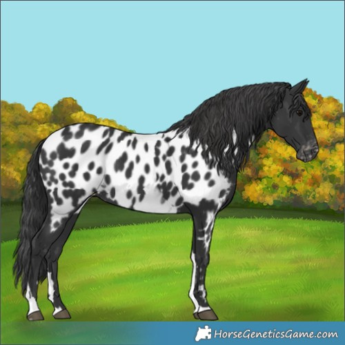 Horse Color:Black Tobiano Near Leopard