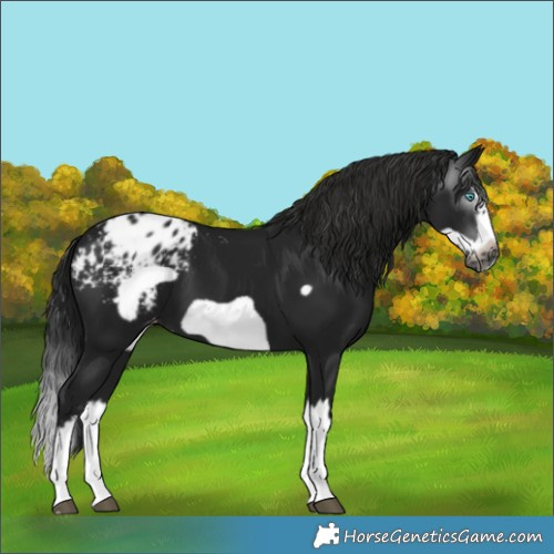 Horse Color:Gray Black Splash Frame Blanket 