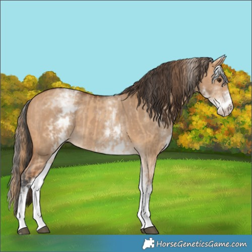 Horse Color:White Spotted Red Dun  and White Spotted Bay Dun 