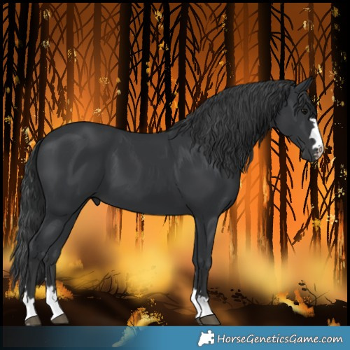 Horse Color:Black 