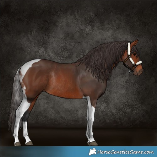 Horse Color:Bay Tobiano Rabicano 