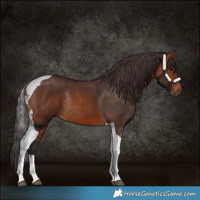 Horse Color:Bay Tobiano Rabicano 