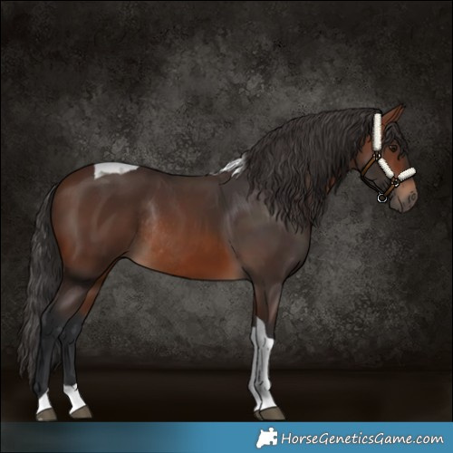 Horse Color:Brown Tobiano Rabicano 