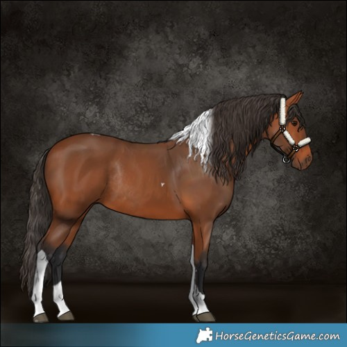 Horse Color:Bay Tobiano Rabicano 