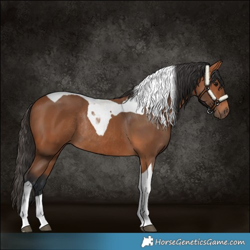 Horse Color:Bay Tobiano Rabicano 