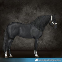 Horse Color:Black Tobiano 