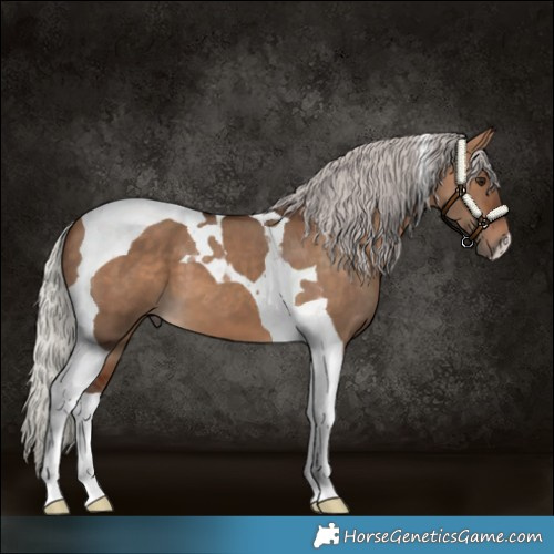 Horse Color:Silver Brown Dun Tobiano 