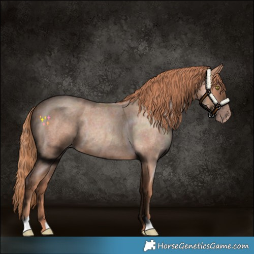 Horse Color:Gold Champagne Roan 