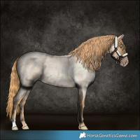 Horse Color:Gold Champagne Roan 