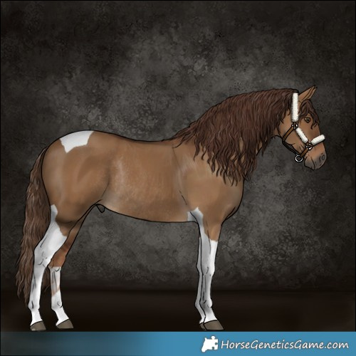 Horse Color:Gray Red Dun Tobiano Rabicano 