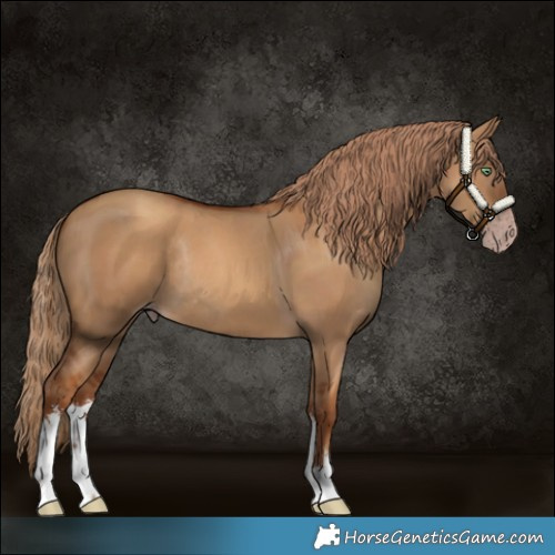 Horse Color:Gray White Spotted Gold Champagne Dun Rabicano 