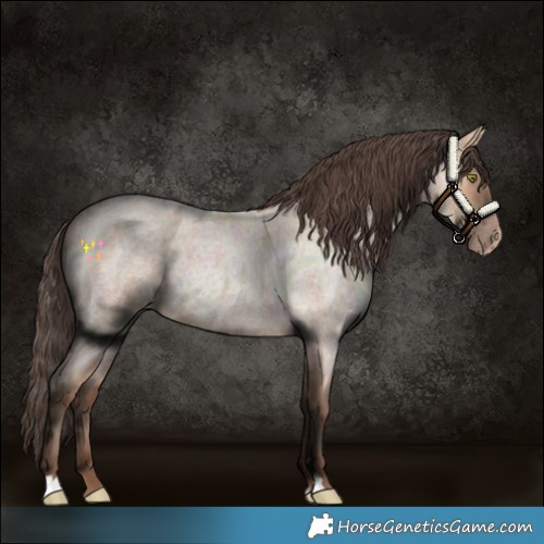 Horse Color:Amber Champagne Roan 