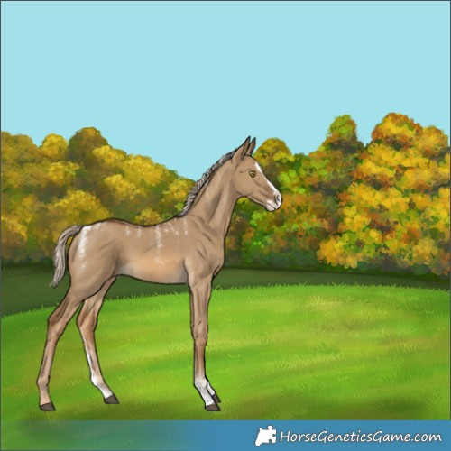Horse Color:Powder White Chocolate Palomino Dun Splash