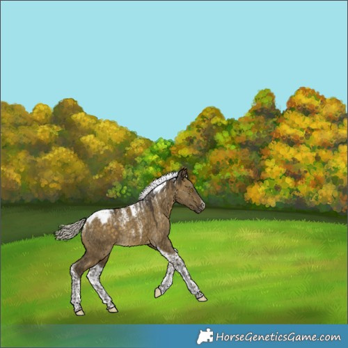 Horse Color:Powder White Silver Buckskin Dun Tobiano Snowcap 